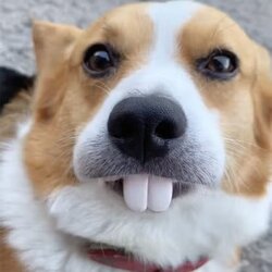 dog32.jpg
