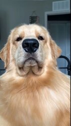 dog14.jpg