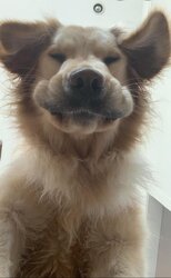 dog25.jpg