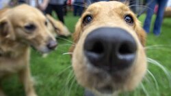 dog18.jpg