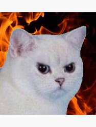 angrycat.jpg