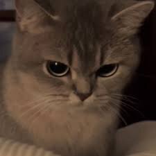 angrycat2.jpeg