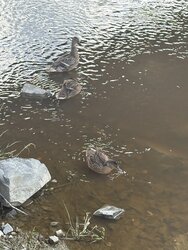 IMG_5884.jpeg