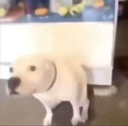 17687570332813011.mp4
