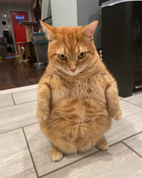 orange cat standing.png