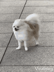 blowdrieddog.gif