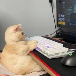 cattyping.jpg