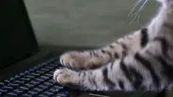 cattyping3.webp