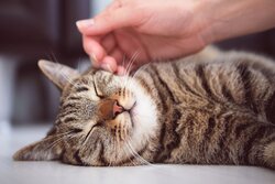 a-girl-or-woman-is-stroking-a-sleeping-striped-fluffy-gray-kitten-with-her-hand--the-cat-is-lying-on-the-floor-and-resting--relaxing--a-shelter-for-homeless-animals--1263171959-fb8b5ef70b09465d9baaa5b61cfb9dab.jpg