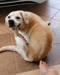 dogthink.jpg