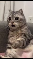 shockedcat.jpeg