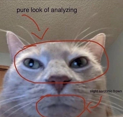 derisive cat.png