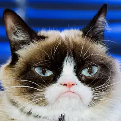 Culture-Grumpy-Cat-487386121.webp