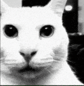 cat-despair.gif