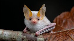 Honduran-White-Bat-Ectophylla-alba.jpg