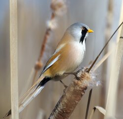 Black Metal Bird.jpg