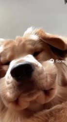 koira3.mp4