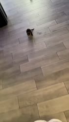 ed7c01fe17fd790a.mp4