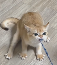 kissa2.png