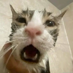 kissa.png