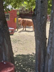 IMG_5527.jpeg