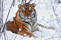 200605082916-01-real-tiger-king-siberian.jpg