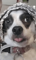 c1f82caf3eee8614.gif