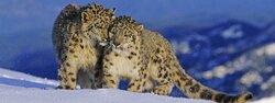 lumppari-paakuva-c-naturepl-com-andy-rouse-wwf-original_ww2106679-aspect-ratio-8-3[1].jpg