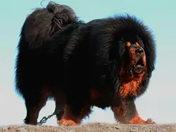 8f69003aacd61f57.webp
