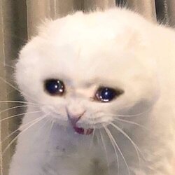 crykot.jpg