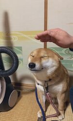 dog40.jpg