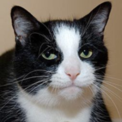 the original utterly incompetent and serious cat.png