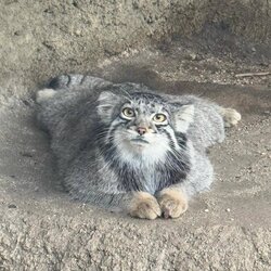 manuli_liito_orava.jpg