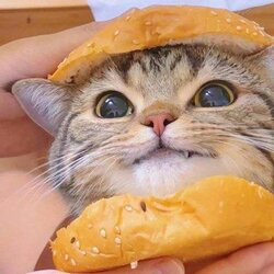 burger.jpg