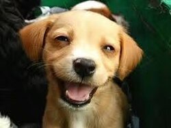 dog4.jpg