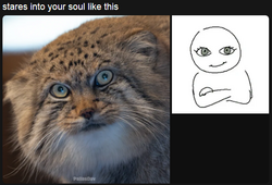 manul_eyes.png