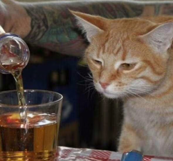 drinkingkot.avif