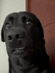 17819844030218535.gif