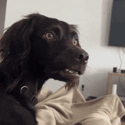 Dog-what.gif