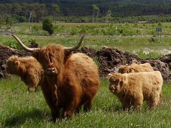 baby-highland-cows.jpg