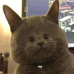 20221203_234725-ANIMATION.gif