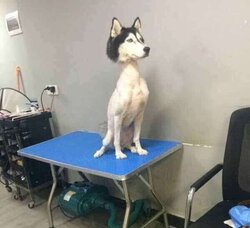 dogshave.jpg