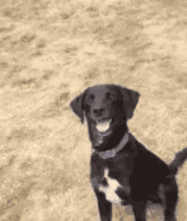 IMG_9182.gif