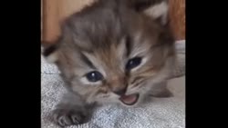 nii2.mp4