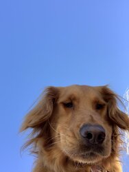 dog24.jpg