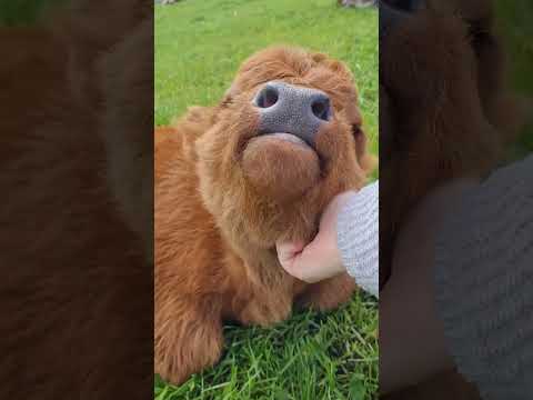 🐮 Cute little highland baby cow #shorts