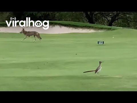 Real Life Coyote and Roadrunner Meet || ViralHog
