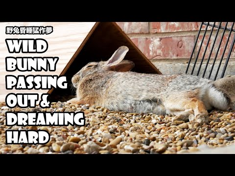 Sleepy wild bunny passing out and dreaming hard in Spring