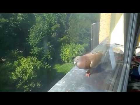 Gołomp - waleczny jak jaszczomp, drapieżny jak orł.