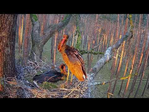 Bocian czarny Online Bolewice / Black stork Online Bolewice